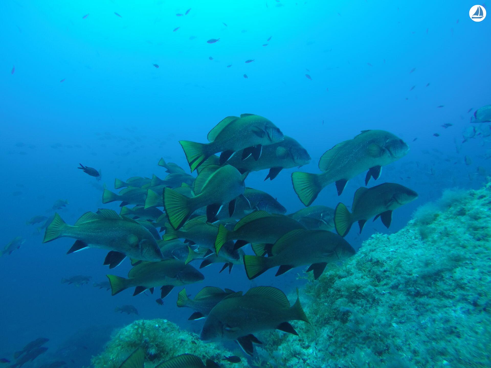 photo Beneteau CYCLADES 50.5 19